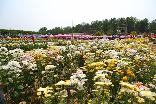 Foto uitzicht op bloeiende planten op het veld tegen de lucht