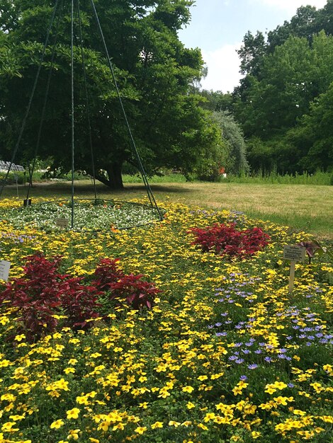 Foto uitzicht op bloemen die op het veld groeien