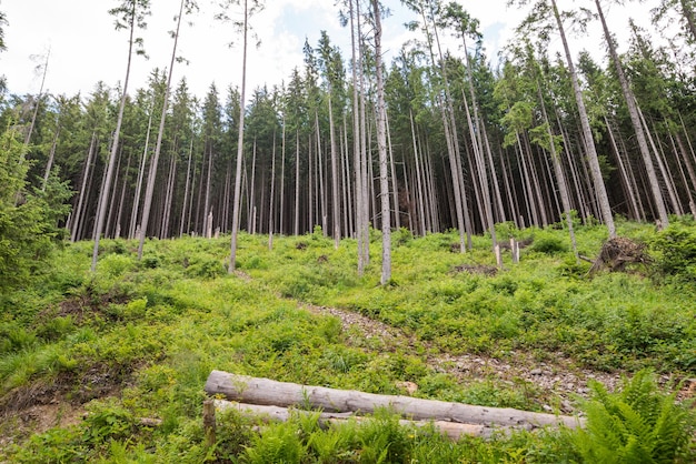 Uitzicht op bomen bos Karpaten De aard van de Oekraïense Karpaten