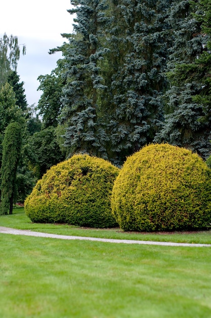 Foto uitzicht op bomen in de tuin