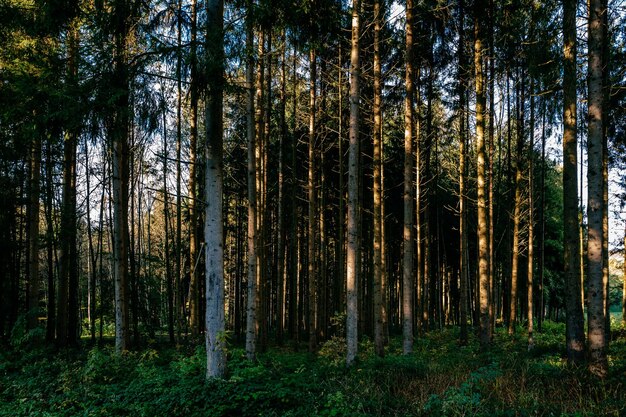 Uitzicht op bomen in het bos