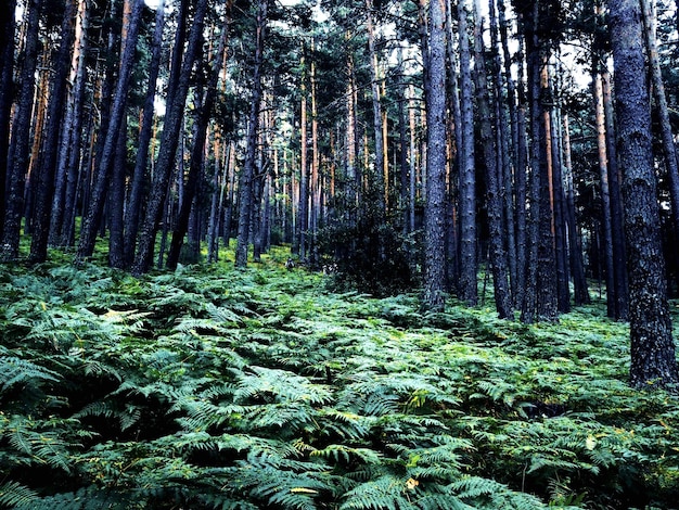 Foto uitzicht op bomen in het bos