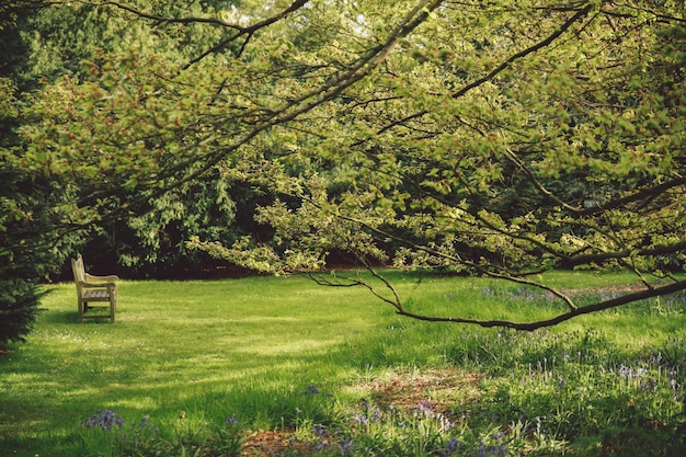 Uitzicht op bomen met bank in het park