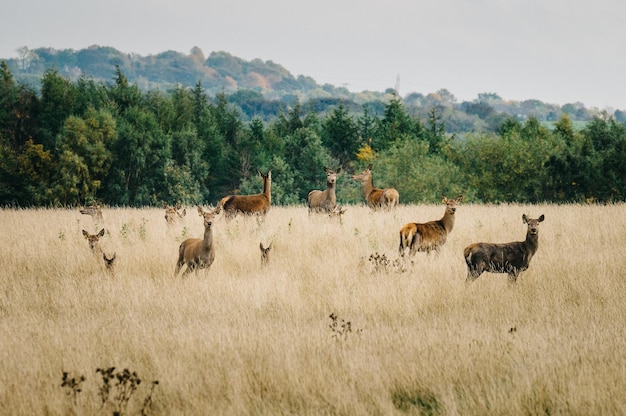 Uitzicht op bomen op een grasveld