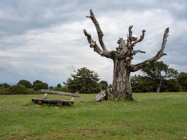 Foto uitzicht op bomen op het veld tegen de lucht