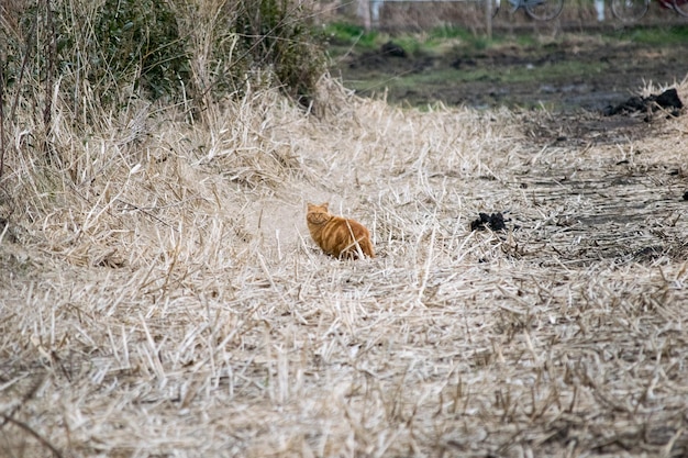 Uitzicht op bomen op het veld