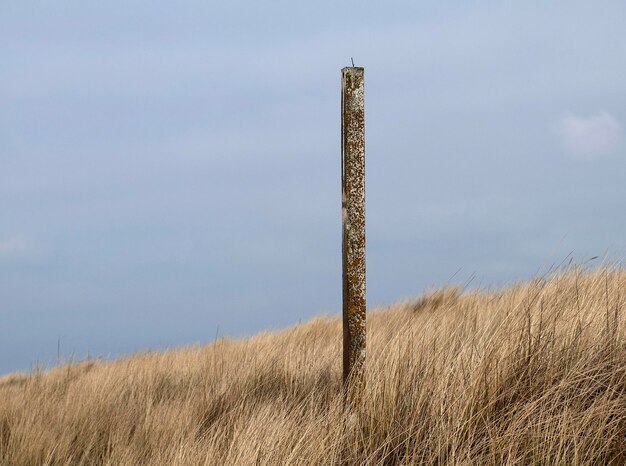 Foto uitzicht op bomen tegen de lucht