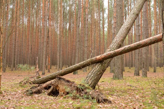 Foto uitzicht op boomstammen in het bos