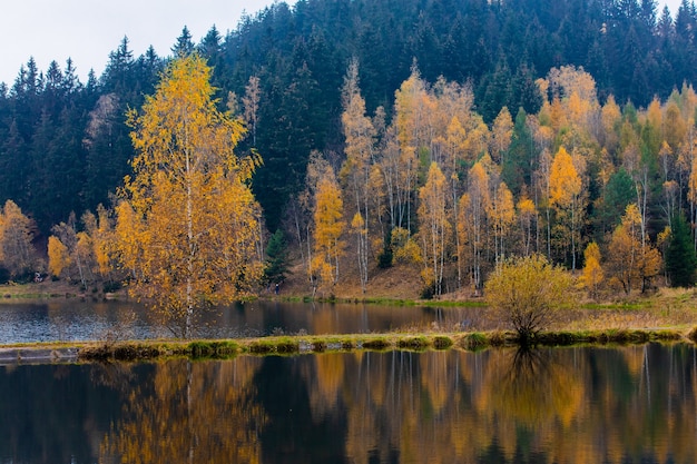 Uitzicht op bos in de buurt van meer in de herfst in Polen op de grens met Tsjechië