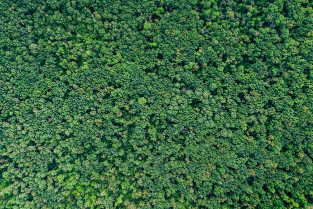 Uitzicht op bos van bovenaf