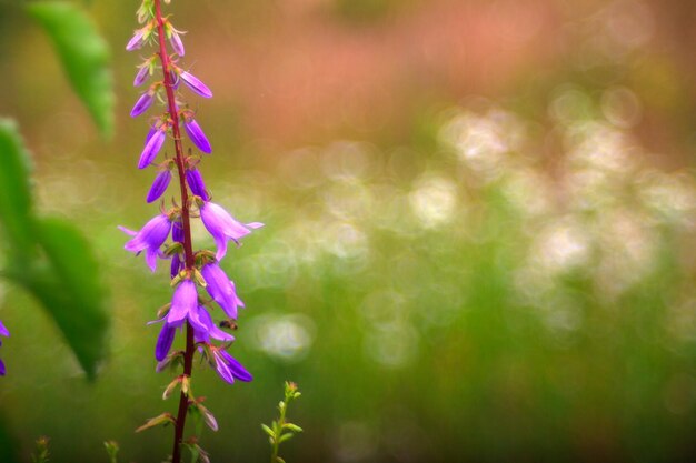 Uitzicht op Campanula-bloemen op het platteland