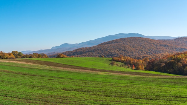 Uitzicht op de akkers met groene scheuten