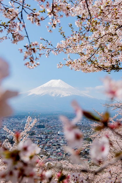 Uitzicht op de berg Fuji met Sakura-bloem in het voorjaar. Reizen en bezienswaardigheden in Japan op vakantie.