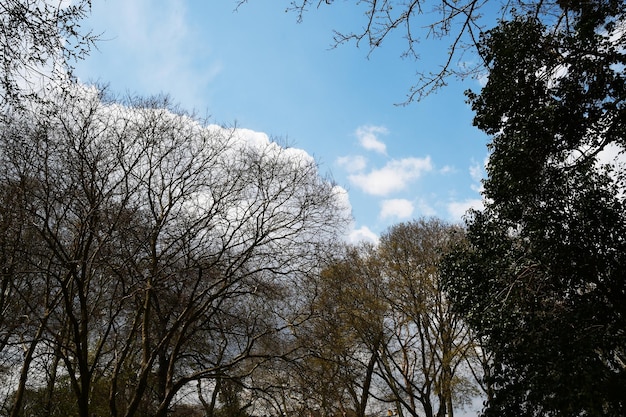 Foto uitzicht op de blauwe lucht met witte wolken lentebomen zonder bladeren