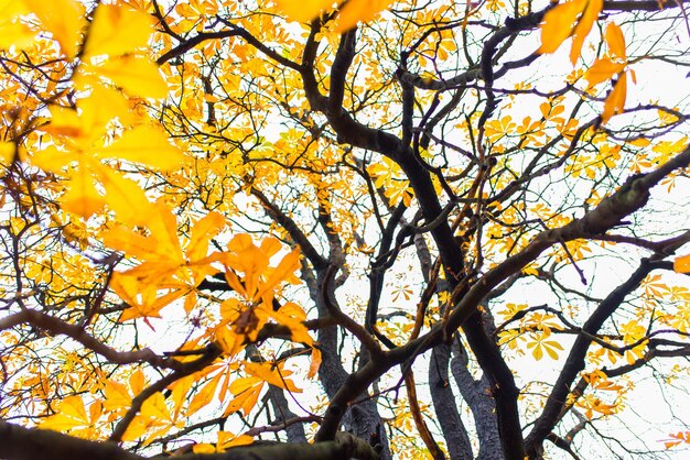 Uitzicht op de boom in herfstzonlicht