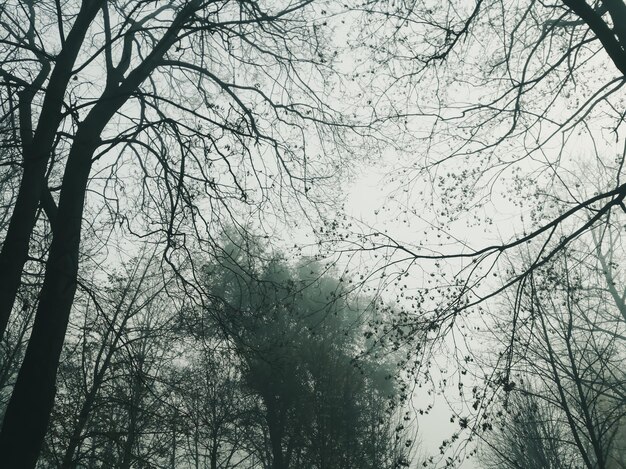 Uitzicht op de boomkronen door de mist Bomen door de mist