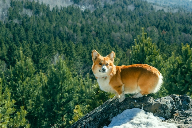 Uitzicht op de corgi die op de rand van een klif staat tegen de achtergrond van een naaldbos