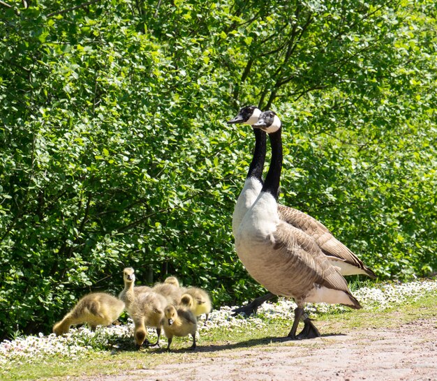 Foto uitzicht op de ganzenfamilie