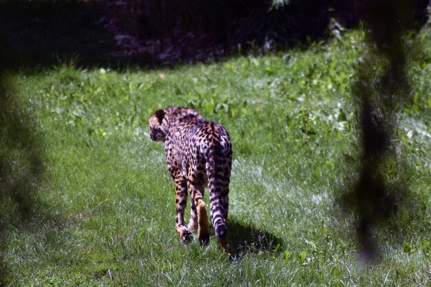 Foto uitzicht op de jaguar op het veld