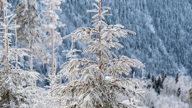 Uitzicht op de Karpaten in winter Roemenië