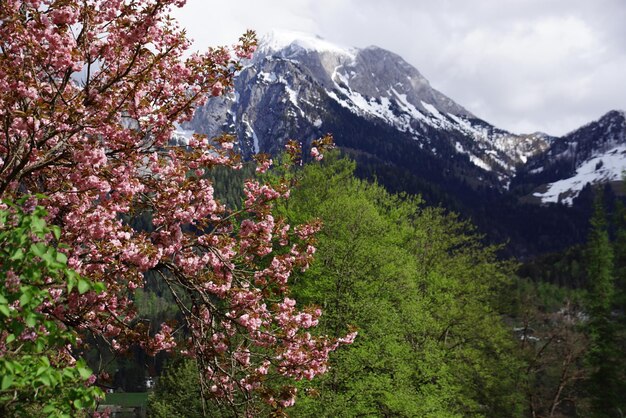 Uitzicht op de kersenbloesemboom in de bergen