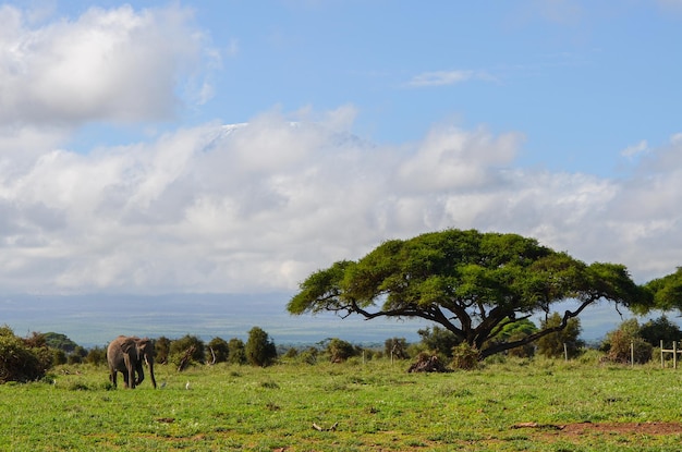 Uitzicht op de Kilimanjaro en olifant in Amboseli NAtional PARk Kenya Africa