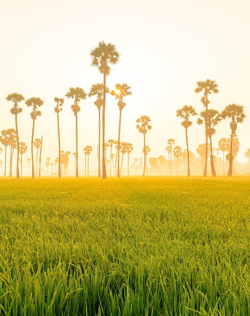 Uitzicht op de lijn van Aziatische Palmyra-palmen of suikerpalm en groen rijstveld