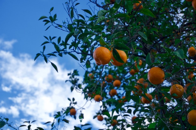 Uitzicht op de lucht en een sinaasappelboom