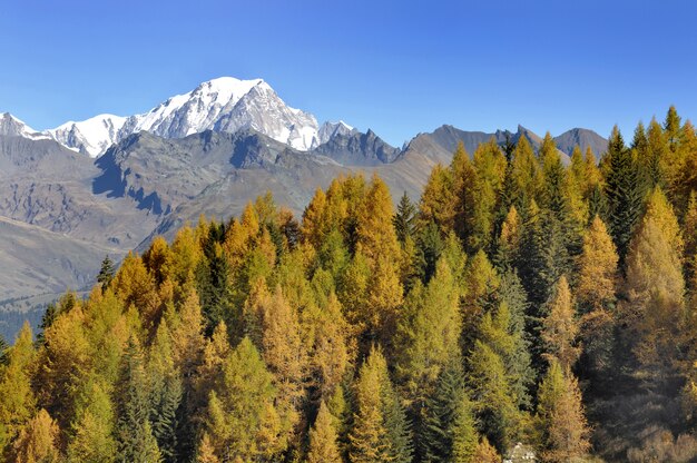 Uitzicht op de Mont Blanc achter een bos