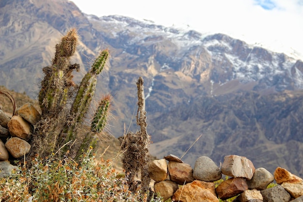 Uitzicht op de prachtige gevleugelde Colca Canyon van een cactus Arequipa Peru