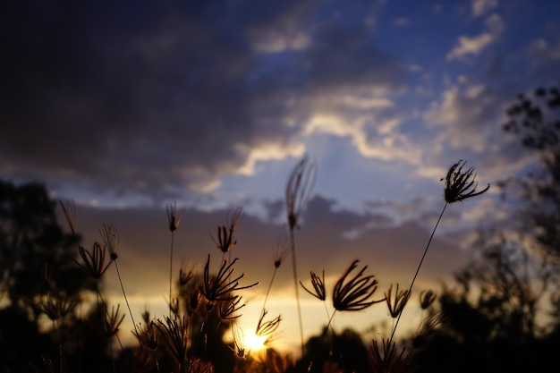 Foto uitzicht op de schaduw van het gras en de zon