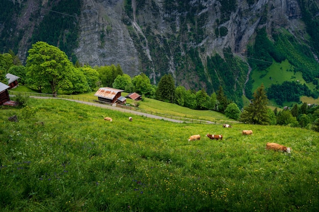 Uitzicht op de spectaculaire Lauterbrunnen-vallei vanuit Mürren Zwitserland