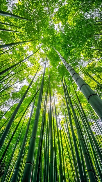 Foto uitzicht op de torenhoge bamboe boom in het midden van een dicht bos
