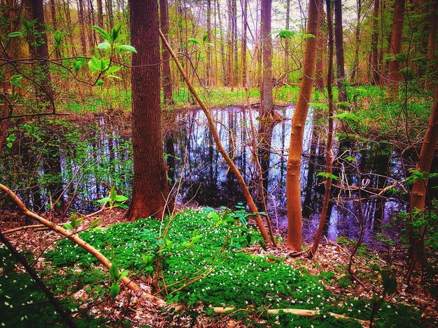 Foto uitzicht op de vijver in het bos