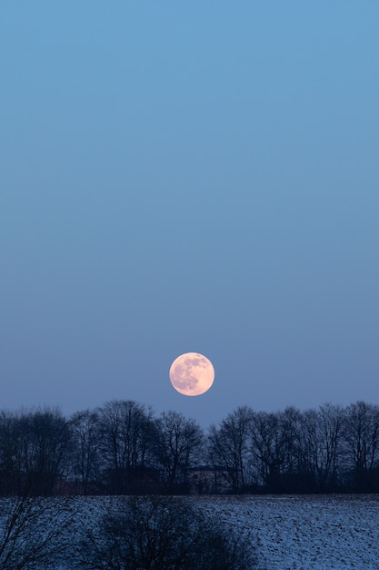 Uitzicht op de volle maan boven de bomen kopieer ruimte