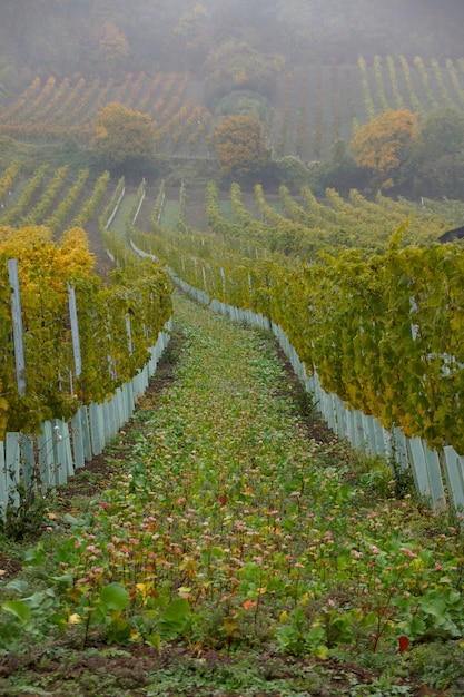 Foto uitzicht op de wijngaard