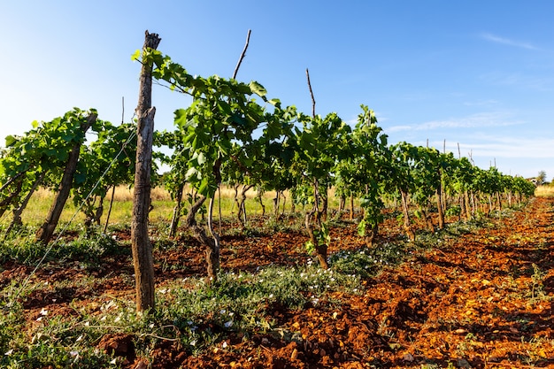 Uitzicht op de wijngaarden op het platteland van Istrië