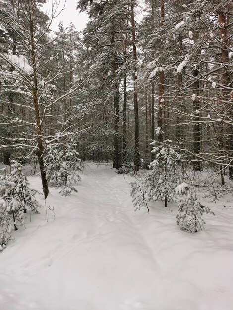 Uitzicht op de winter sparrenbos met een weg Winterlandschap Besneeuwde bomen