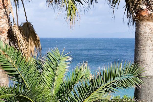 Uitzicht op de zee van Sardinië door palmbomen