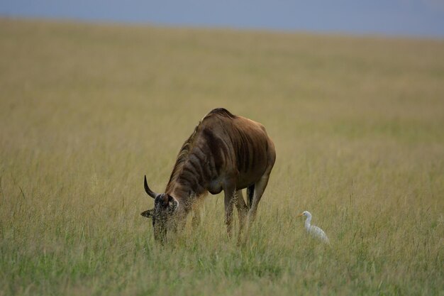 Uitzicht op dieren die op het gras grazen