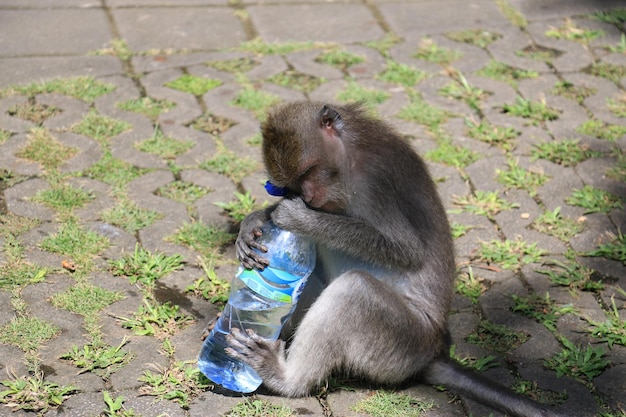 Uitzicht op een aap met een waterfles