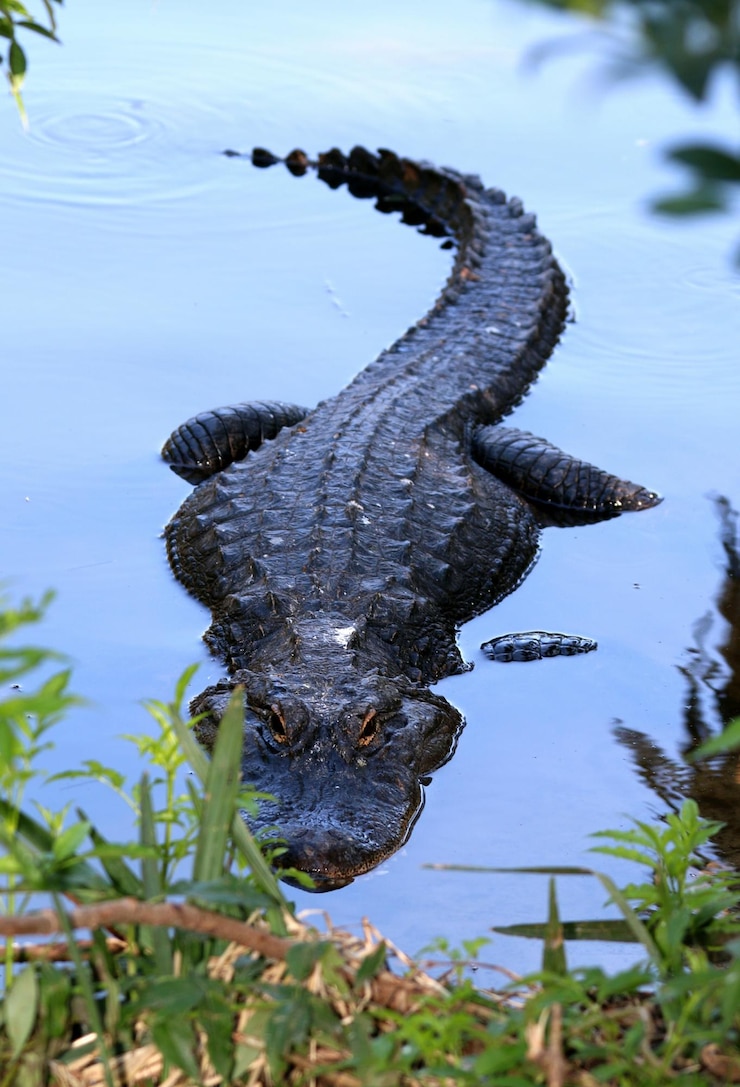 Foto uitzicht op een alligator in het meer