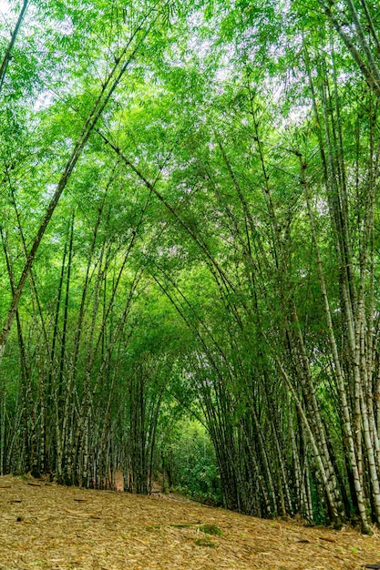 Foto uitzicht op een bamboebos