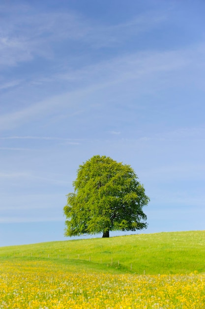 Uitzicht op een boom die op een grasveld groeit tegen de lucht