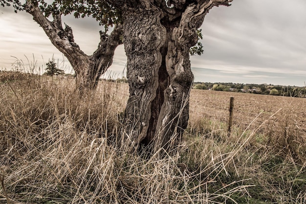 Foto uitzicht op een boom op het veld tegen de lucht