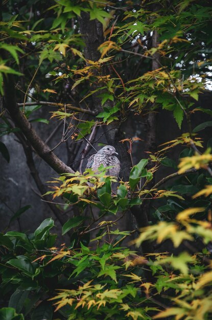 Foto uitzicht op een boom