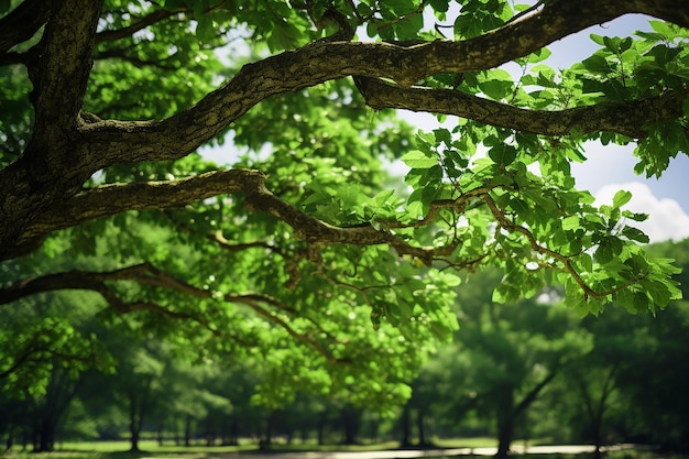 Uitzicht op een boomtak met groene bladeren in een bosnatuurlijke omgeving op een heldere dag