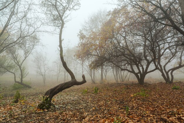 Uitzicht op een bos met bomen in dichte mist