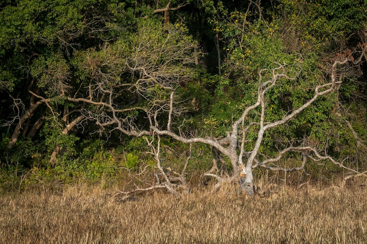 Foto uitzicht op een bos