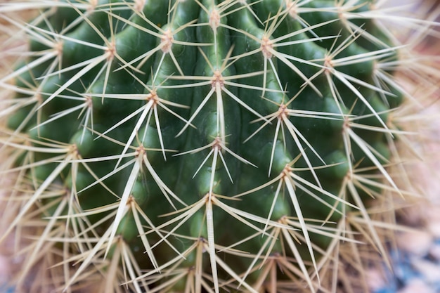 Uitzicht op een cactusdoornen gevaarlijke natuur